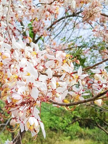 迷因先生Ledardar - 花旗木拍攝