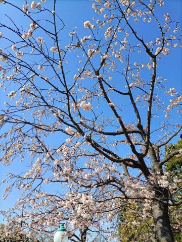 迷因先生Ledardar - 