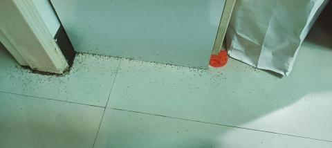 大佶環衛 - 北市龍江路民宅螞蟻爆量（因一樓甜品店處置不當）