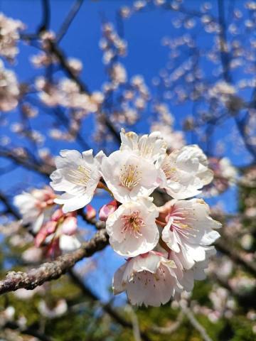 迷因先生Ledardar - 櫻花拍攝