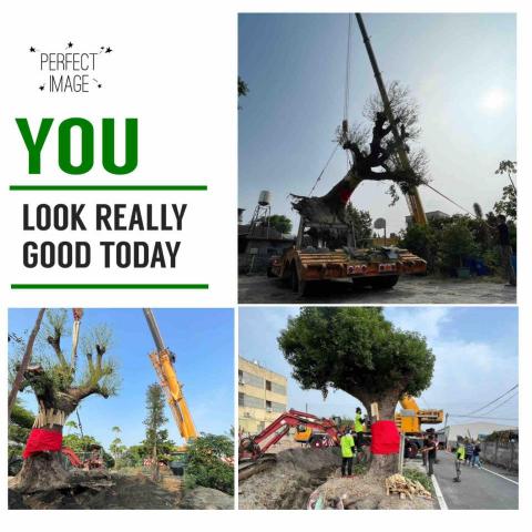 。。。 - 百年老樹移植