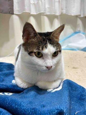 吳佳純 - 老幺：Bora 