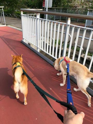 Nick 蔡志聰 - 蹓狗