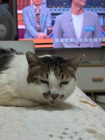 吳佳純 - 老三：Seven 