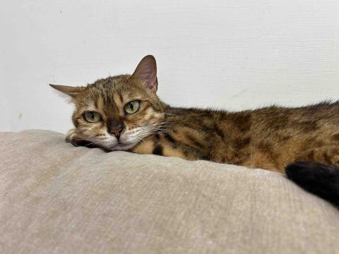 吳佳純 - 老五：Q醬