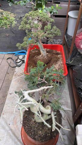 。。。 - 修剪樹木