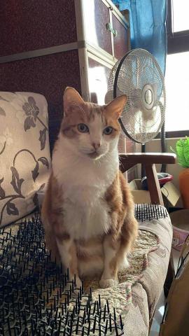 提供保姆服務的專家