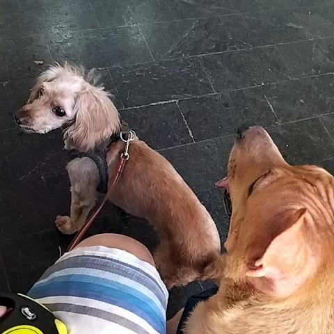 提供大型犬品種服務的專家王威仁