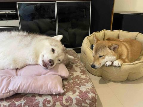 Renee 小妍-三峽專業寵物保姆 - 