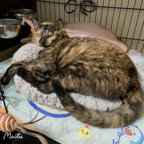 2人13貓的寶貝世界 - 準備睡覺了?⋯⋯