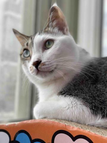 2人13貓的寶貝世界 - 菜七