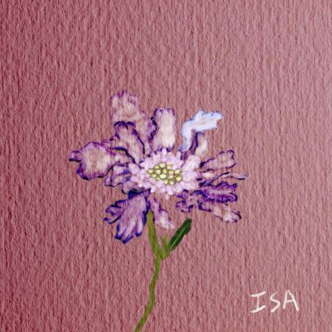 Isa - 花卉電腦繪圖