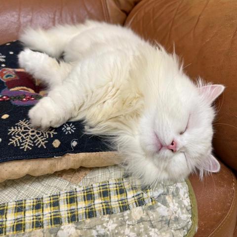 提供寫文章服務的專家梅錢花