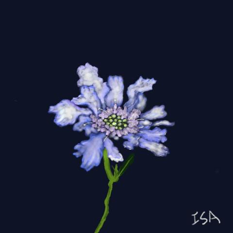 Isa - 花卉電腦繪圖