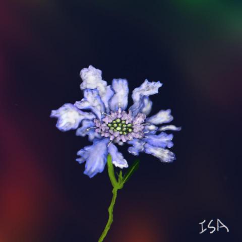 Isa - 花卉電腦繪圖