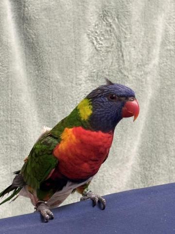 洪慧宜 - 鳥類寄宿不是問題！