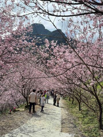 鄭志雄 - 大熊櫻花林