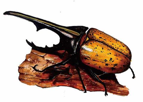 陳子元 - 昆蟲臨摹-麥克筆