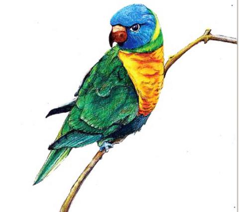 陳子元 - 動物臨摹-色鉛筆素描