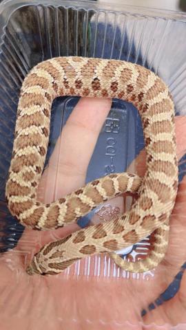 洪慧宜 - 照顧蛇也不是問題！