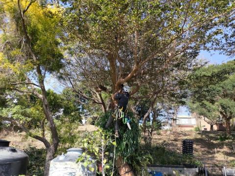 孫劭宇 - 10m小葉欖仁縮冠