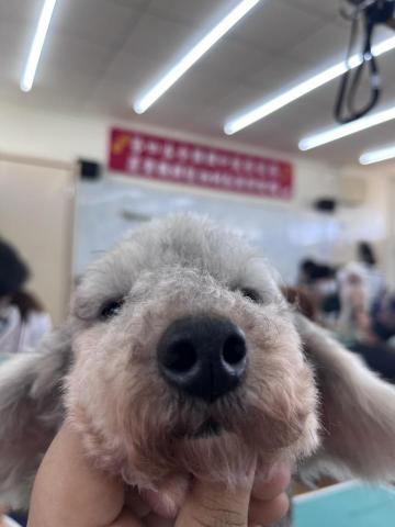 洪慧宜 - 不用怕寵物寄宿只關在籠子，我也能帶去上課！