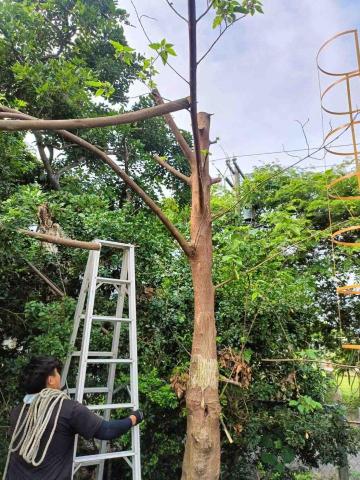 彼得（除草、鋸樹、園藝維護） - 鋸樹-分枝清理後綁繩子固定樹木倒向
