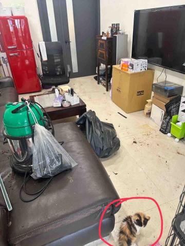 淇淇幫工作室 居家清潔 除草鋸樹(王品之) - 打掃前 淇淇幫工作室 居家清潔 除草鋸樹(王品之) - 打掃前