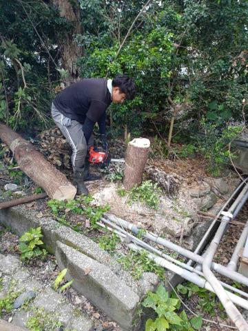 彼得（除草、鋸樹、園藝維護） - 鋸樹-樹木鋸斷傾倒至正確方向後樹頭降低