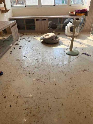 淇淇幫工作室 居家清潔 除草鋸樹(王品之) - 打掃前 淇淇幫工作室 居家清潔 除草鋸樹(王品之) - 打掃前