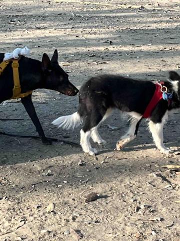 寵物照護及芳療放鬆 - 