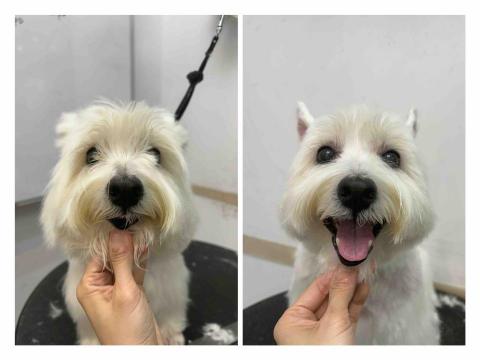 個人服務（未有公司） - 