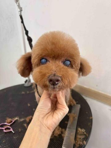 個人服務（未有公司） - 