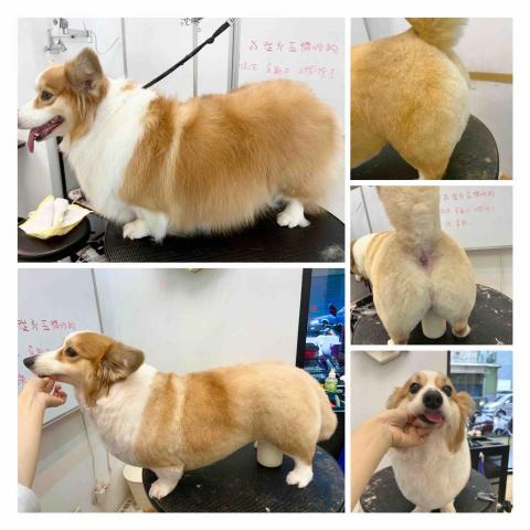 個人服務（未有公司） - 