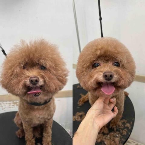 個人服務（未有公司） - 