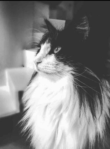 Ry - 作品｜貓咪沙龍