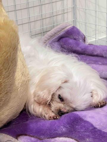 🍠新竹縣居家寵物寄宿/到府服務 - 住宿狗狗妮可（失智狗狗）