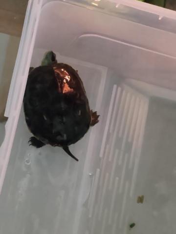 小毛頭寵物保母 - 