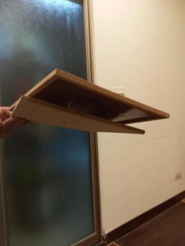 嘉澤滅鼠封堵防治工程 - 半夜女客戶房間跑進老鼠一下跑衣服架上,又跑到名牌包架上躲貓貓,經封鎖現場後,努力的佈置後,大隻又可愛的鼠鼠陷入陷阱後,探出可愛的頭頭跑不掉了。 嘉澤滅鼠封堵防治工程 - 半夜女客戶房間跑進老鼠一下跑衣服架上,又跑到名牌包架上躲貓貓,經封鎖現場後,努力的佈置後,大隻又可愛的鼠鼠陷入陷阱後,探出可愛的頭頭跑不掉了。