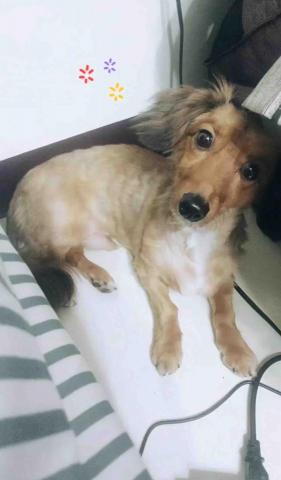 🍠新竹縣居家寵物寄宿/到府服務 - 住宿狗狗pizza