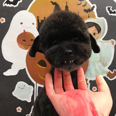 王雅玲 - 泰迪頭剃三角耳