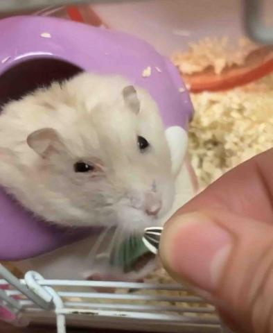 🍠新竹縣居家寵物寄宿/到府服務 - 住宿寵物鼠布丁