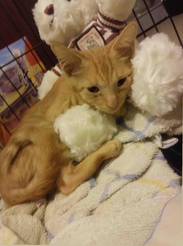 🍠新竹縣居家寵物寄宿/到府服務 - 住宿貓咪溝溝（水溝撿到的很虛弱）