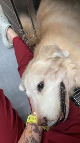 喵汪寶貝臨時保母 - 