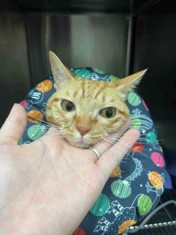 🍠新竹縣居家寵物寄宿/到府服務 - 胰臟炎+皰疹病毒的奶油