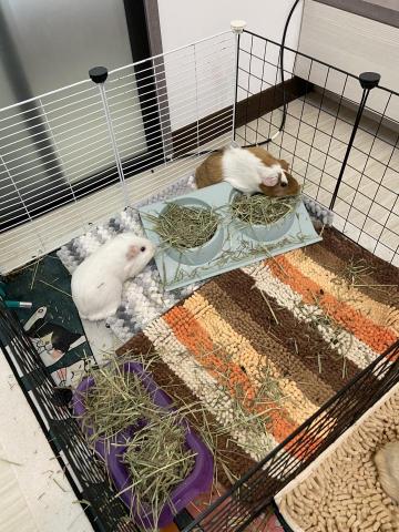 謝怡慧 - 天竺鼠車車及兔子皆有照顧