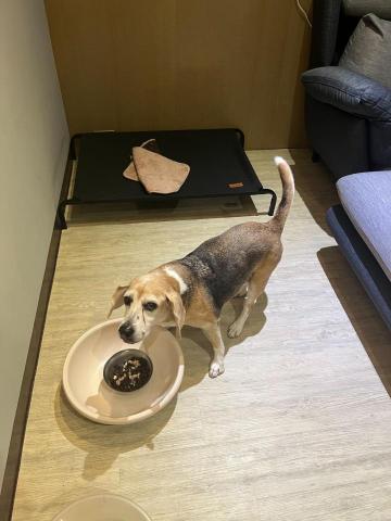 謝怡慧 - 老犬陪伴