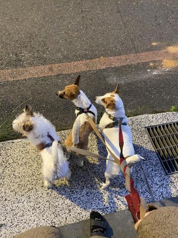 謝怡慧 - 散步步