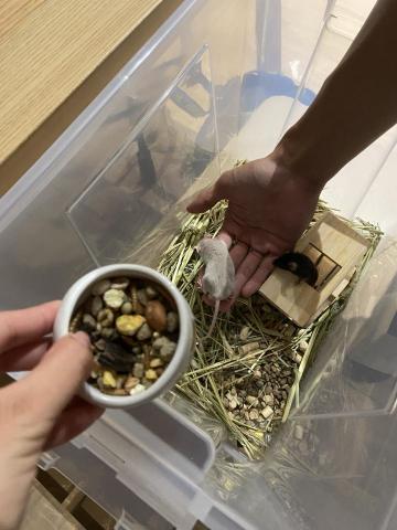 謝怡慧 - 寵物鼠