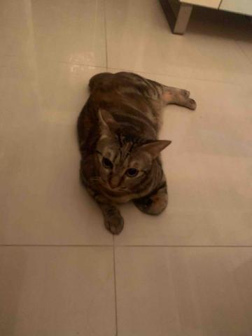 🍠新竹縣居家寵物寄宿/到府服務 - 元元